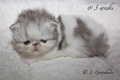 Patches van Syltin's Huis, Persian (ELH), Black silver tabby blotched harlequin female
